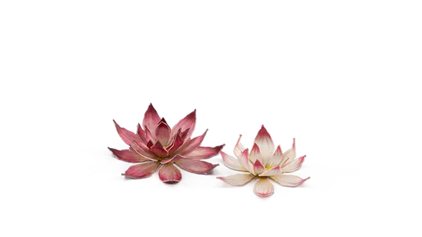 GamersGrass - Lotus Flower