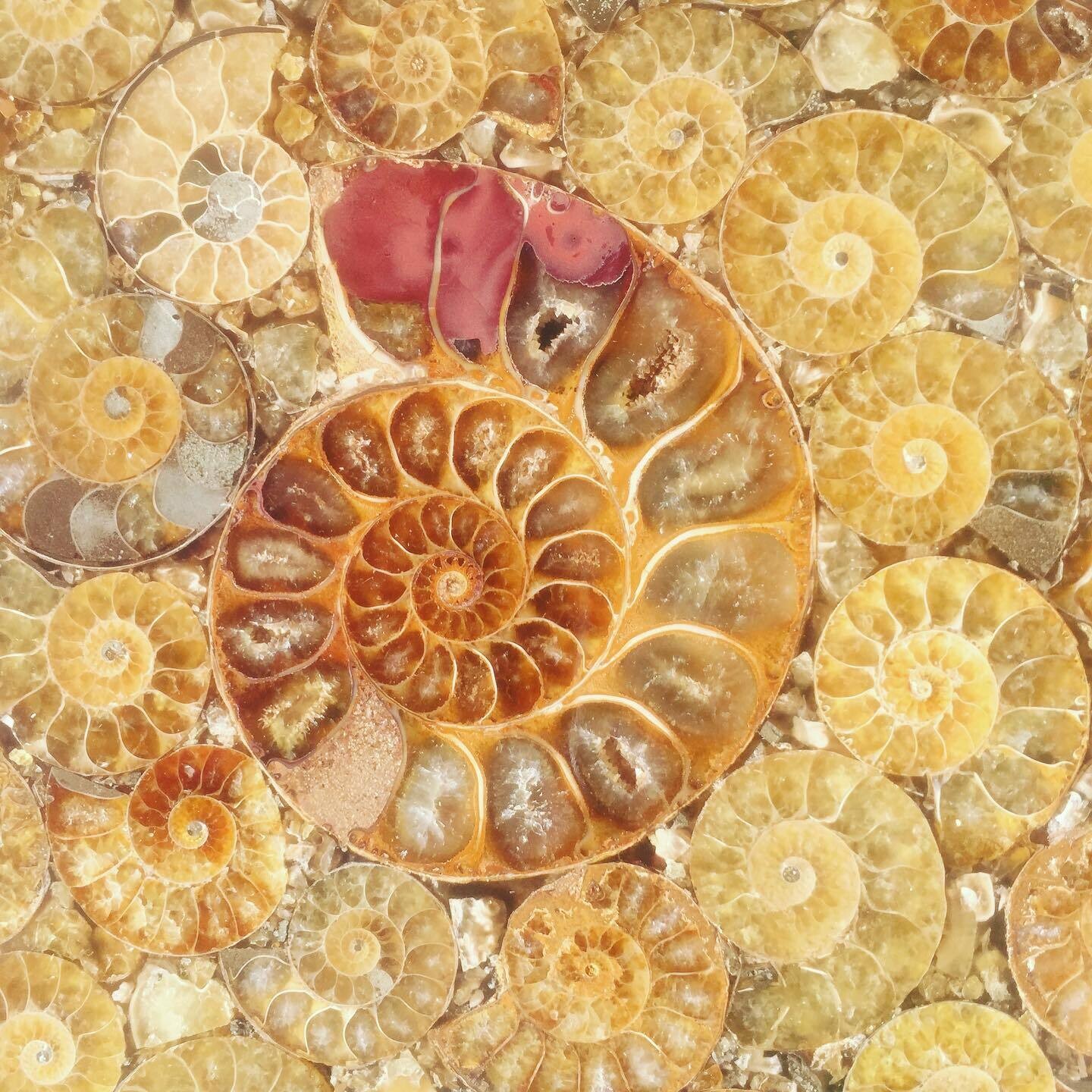 Plateau en ammonites de Madagascar.