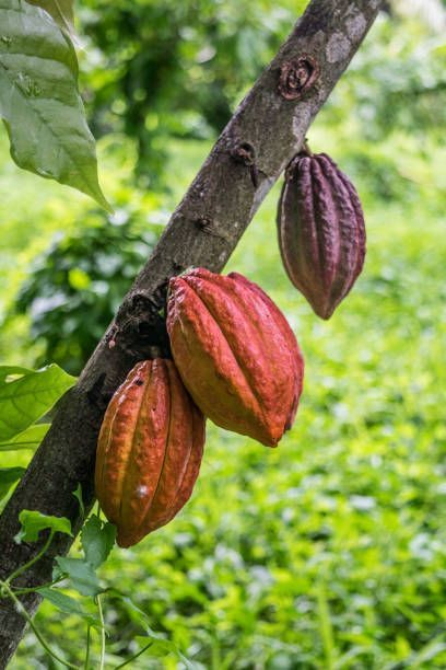 Cacao "Cahabon" *** RETOUR EN MAI 2026