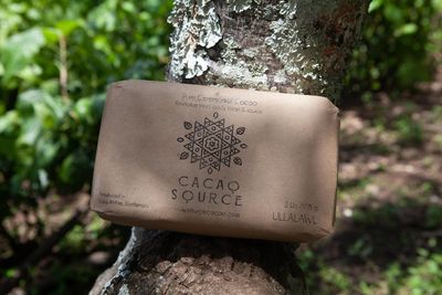 Cacao &quot;Caoba&quot; *** RUPTURE DE STOCK