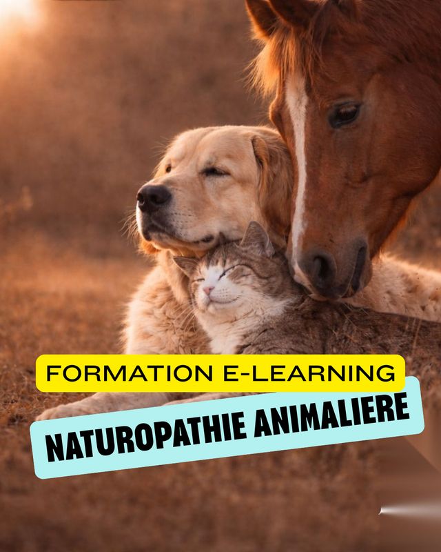 Formation 20 jours en VISIO