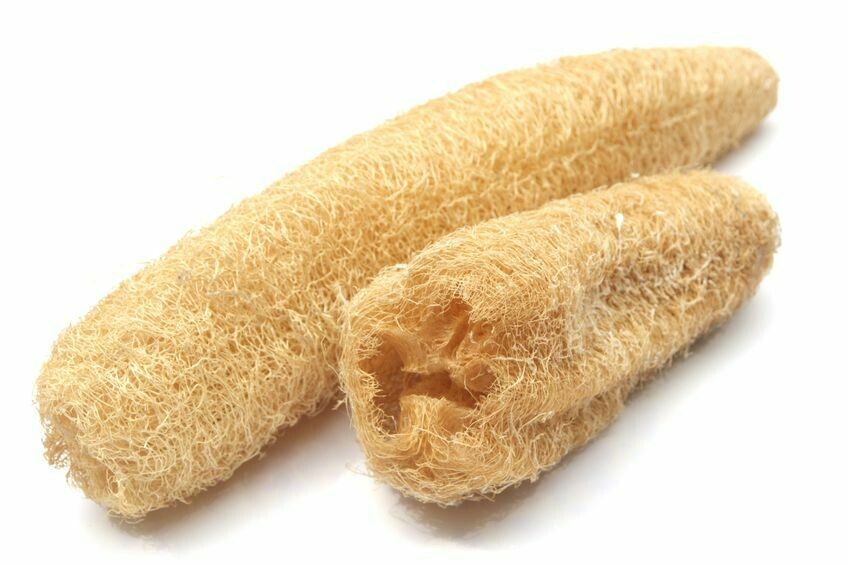 Loofah Plant Sponge - Large