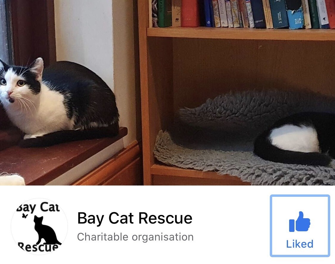 bay cat rescue