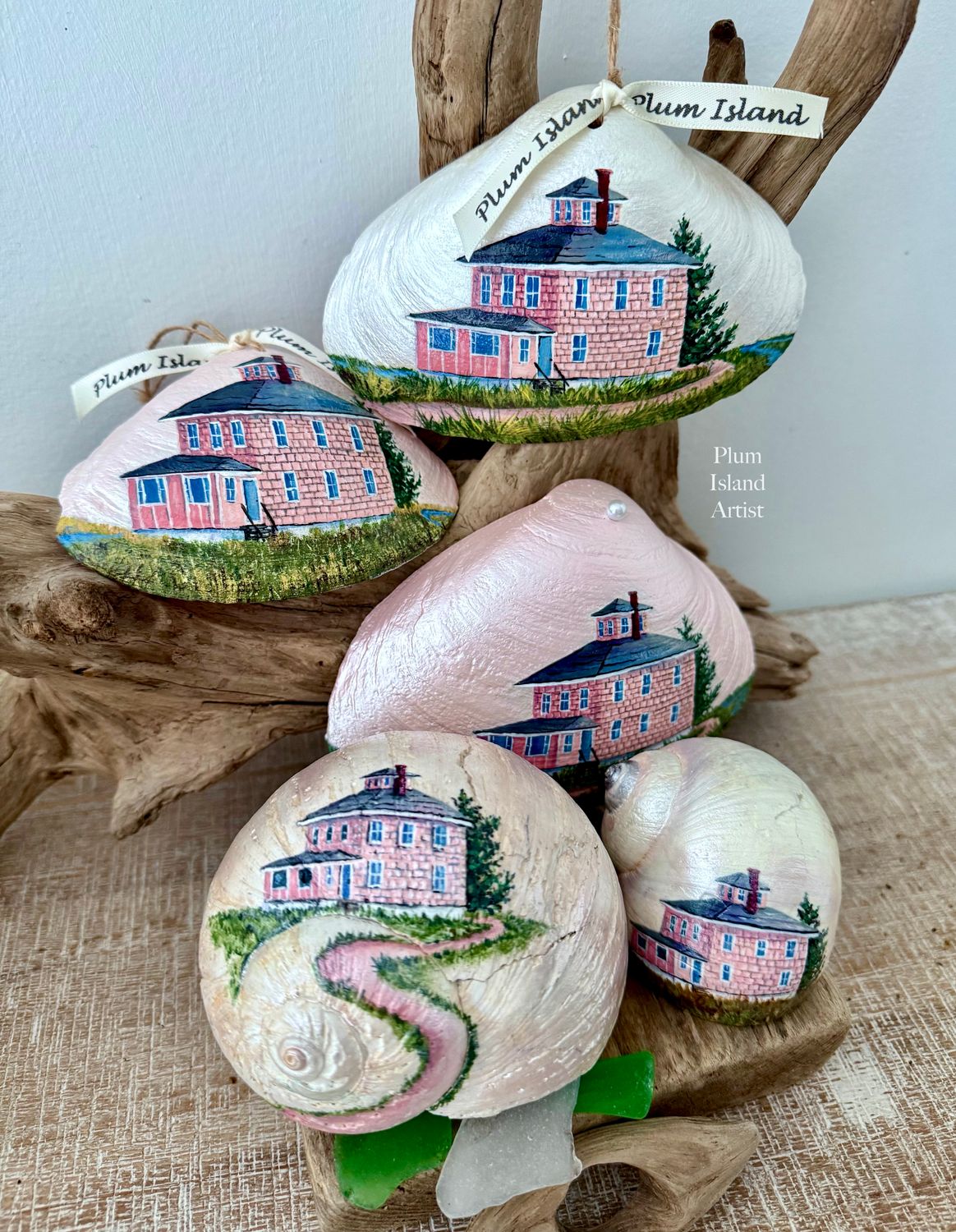 Pink House Clam Shells and Moon Snails