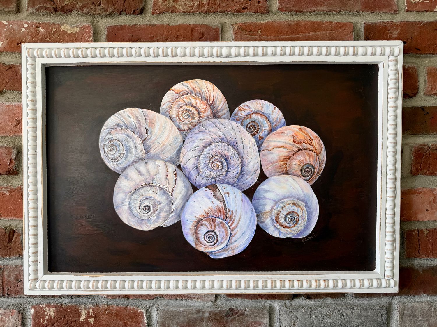 Circle of Moon Snails