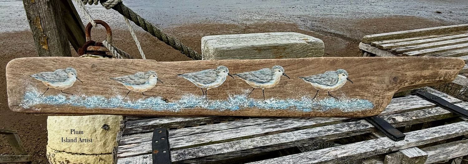 5 Sanderlings on Driftwood