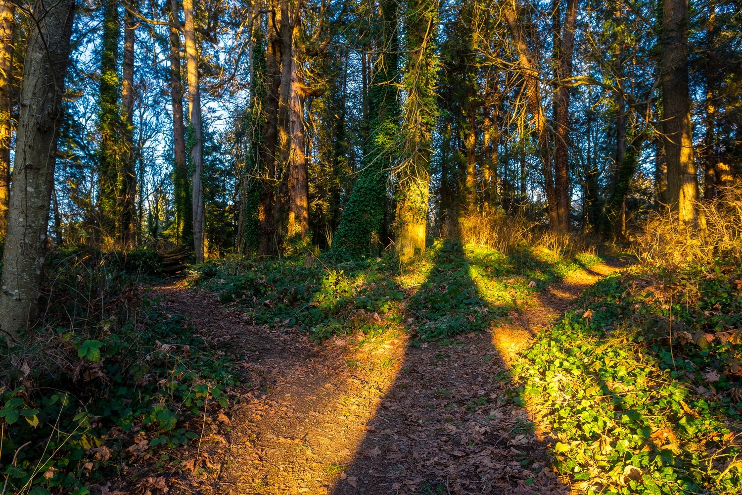 Life's Path Life's Path