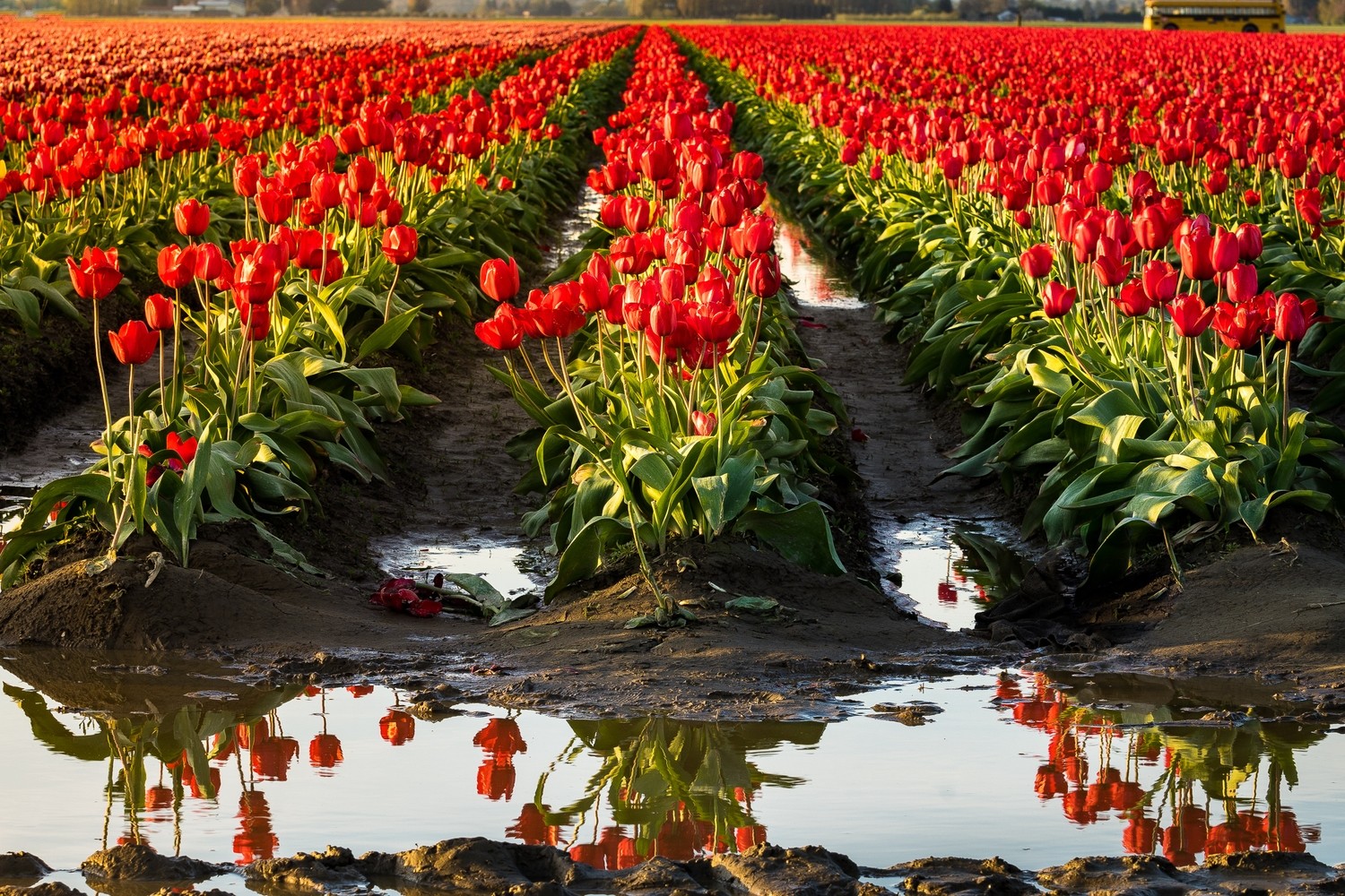 Reflection of Tulips Reflection of Tulips