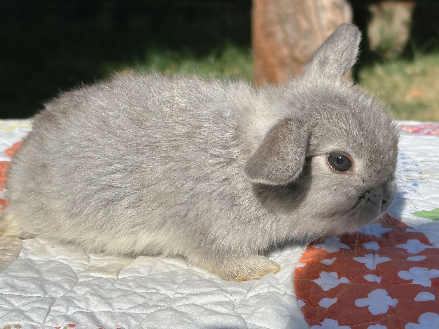 Lilac Chinchilla