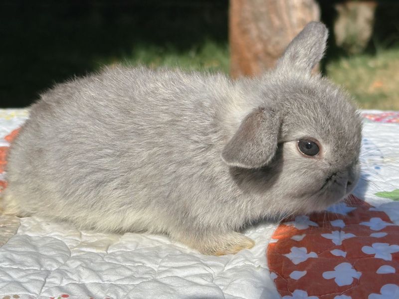 Lilac Chinchilla