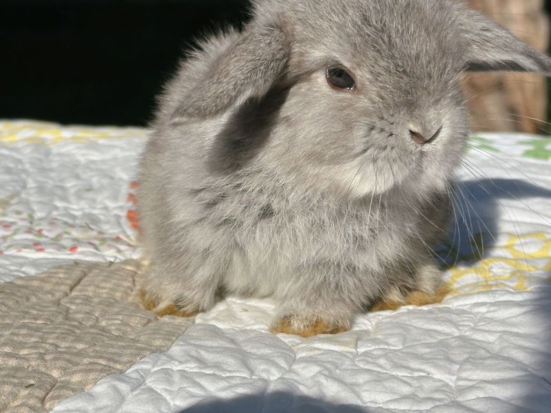 Lilac Chinchilla
