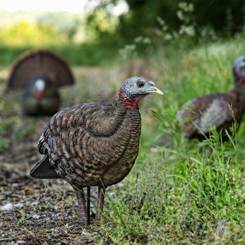 AVIAN X LCD BREEDER HEN DECOY