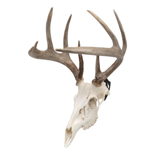 ALLEN EZ MOUNT SKULL PEG
