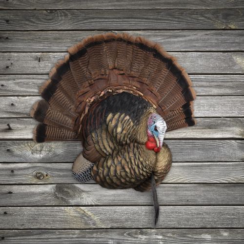 AVIAN X TROPHY TOM DECOY