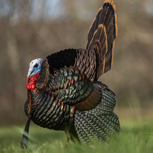 AVIAN X HDR STRUTTER DECOY