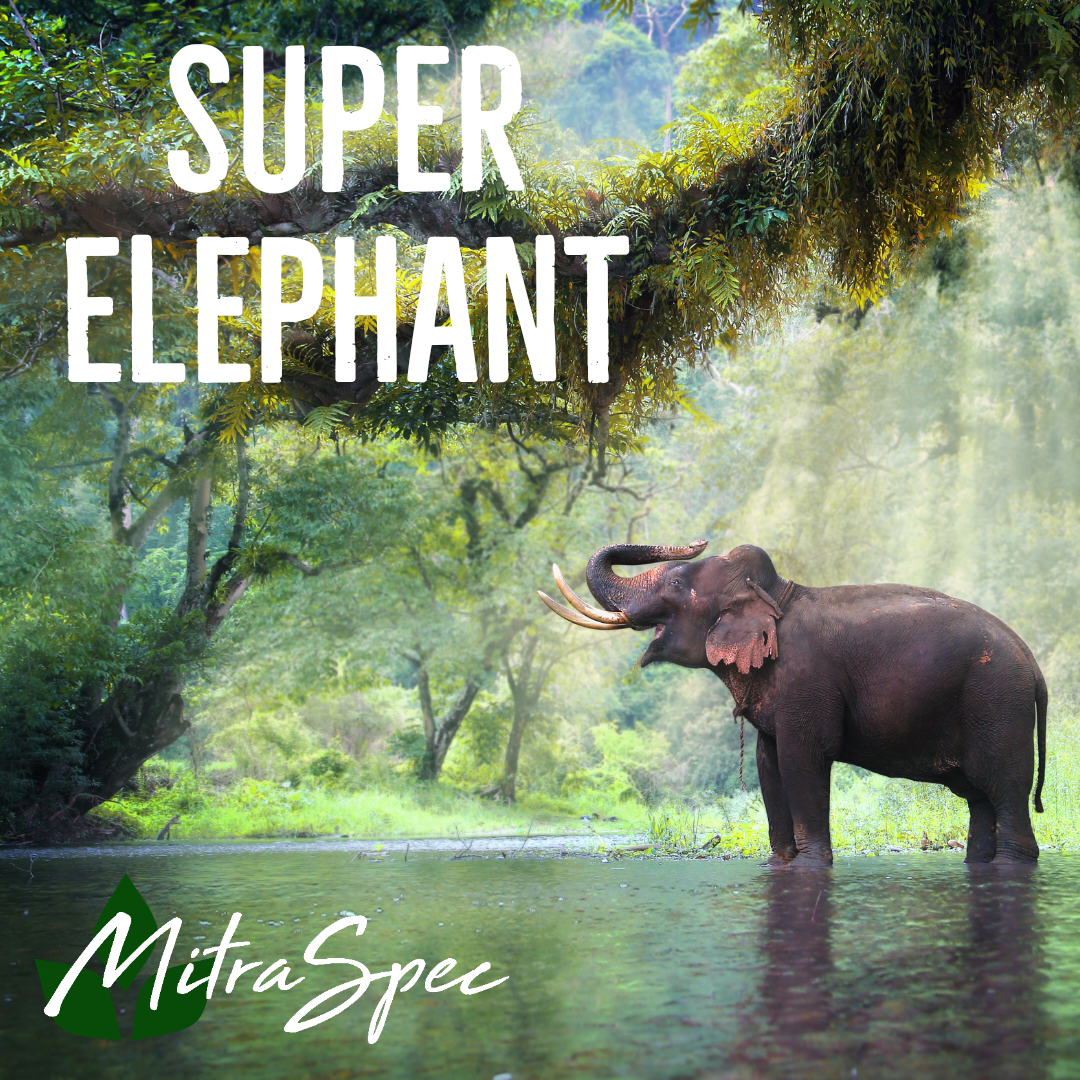 Super Elephant - 400 Capsules