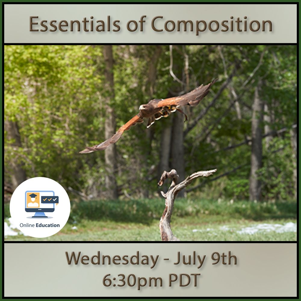 A Visual Symphony: Essentials of Composition with Joe Klocek (Online Class)