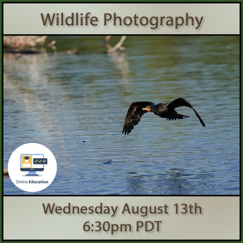 Capturing the Wild: Essentials of Wildlife Photography with Joe Klocek (Online Class)