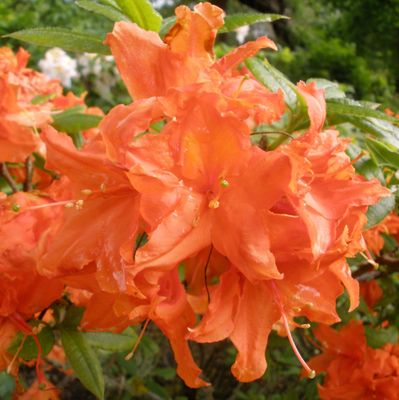 Deciduous Azalea