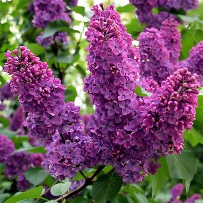 Lilac