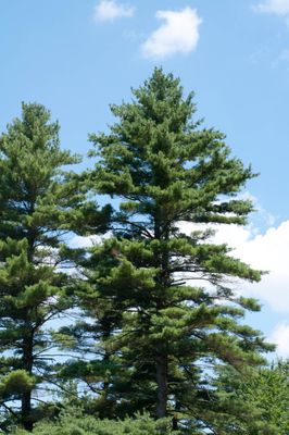 Pine