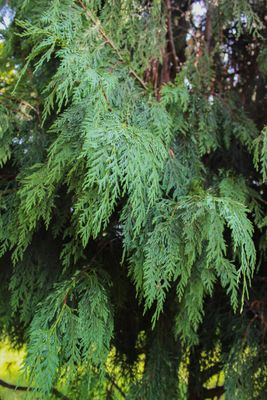 Alaskan Cedar