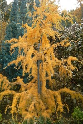Deciduous Conifers