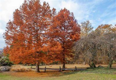 Bald Cypress