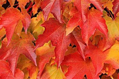 Red Maple