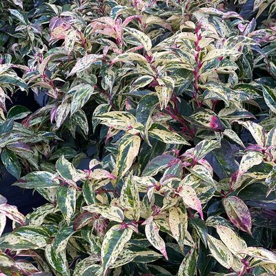 Leucothoe (Doghobble)