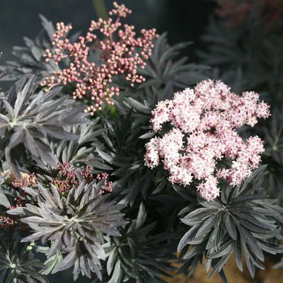 Elderberry