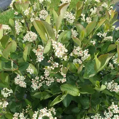 Black Chokeberry