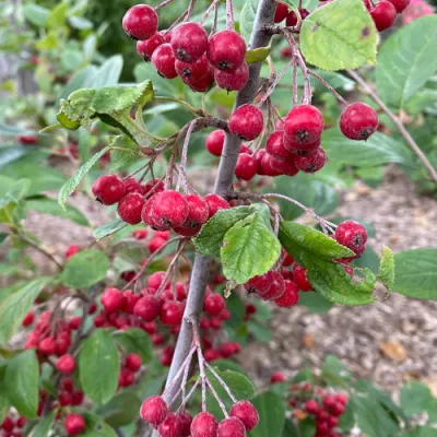 Red Chokeberry