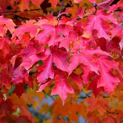 Sugar Maple
