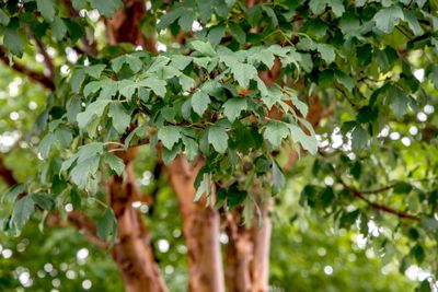 Paperbark Maple