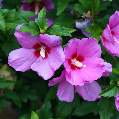 Rose of Sharon