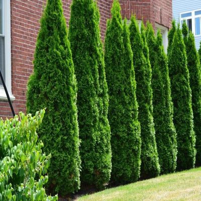 Eastern Arborvitae