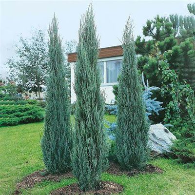 Juniper