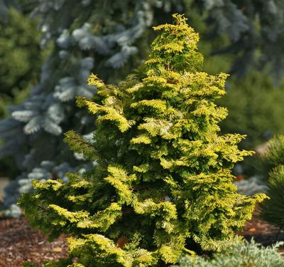 False Cypress