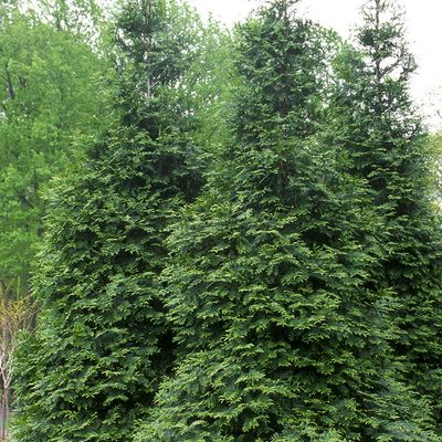 Western Arborvitae
