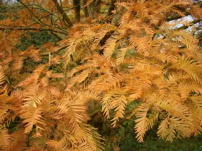 Dawn Redwood