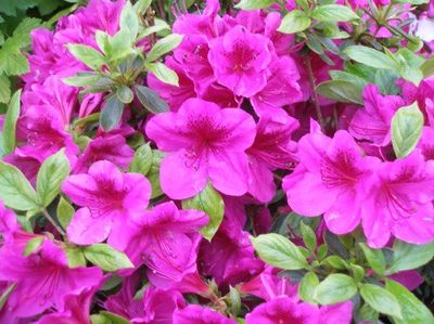 Azalea