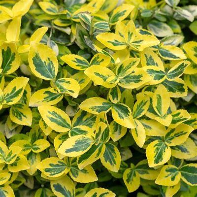 Euonymus