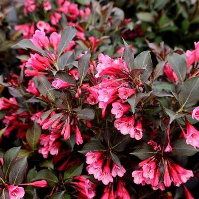 Weigela