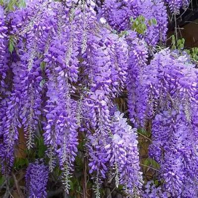 Japanese Wisteria