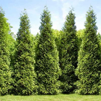 Arborvitae