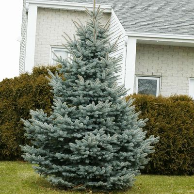 Spruce