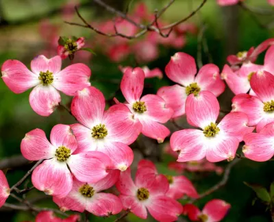 Flowering Trees
