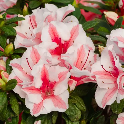 Encore Azalea