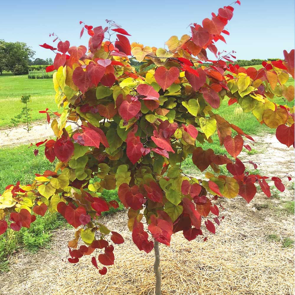Eastern Redbud "Flame Thrower", Size: 10g